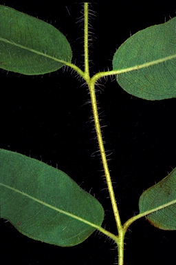 APII jpeg image of Corymbia oocarpa  © contact APII