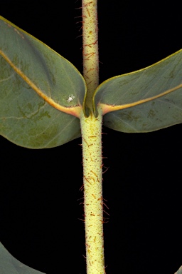 APII jpeg image of Corymbia pachycarpa  © contact APII