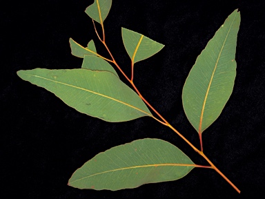 APII jpeg image of Eucalyptus patellaris  © contact APII