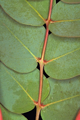 APII jpeg image of Corymbia sphaerica  © contact APII
