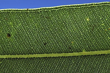 APII jpeg image of Corymbia lamprophylla  © contact APII