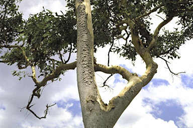 APII jpeg image of Corymbia papuana  © contact APII