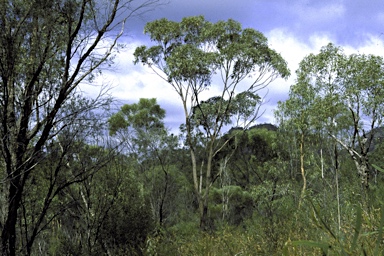 APII jpeg image of Eucalyptus tholiformis  © contact APII