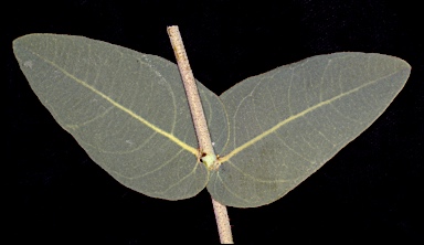 APII jpeg image of Corymbia zygophylla  © contact APII
