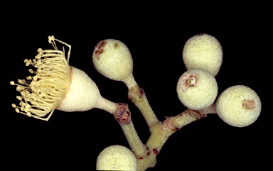 APII jpeg image of Corymbia zygophylla  © contact APII