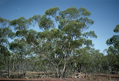 APII jpeg image of Eucalyptus zygophylla  © contact APII