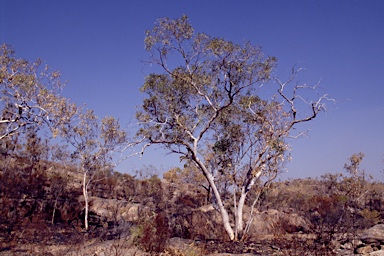 APII jpeg image of Eucalyptus zygophylla  © contact APII