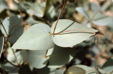APII jpeg image of Eucalyptus leucoxylon subsp. leucoxylon  © contact APII