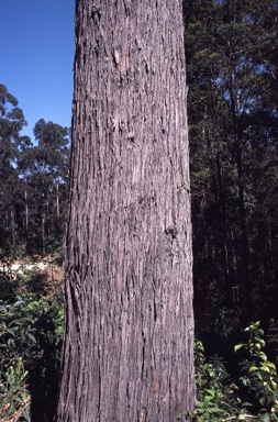 APII jpeg image of Eucalyptus pyrocarpa  © contact APII