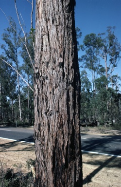 APII jpeg image of Eucalyptus resinifera  © contact APII
