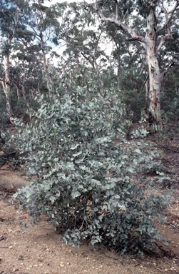 APII jpeg image of Eucalyptus rubida subsp. rubida  © contact APII