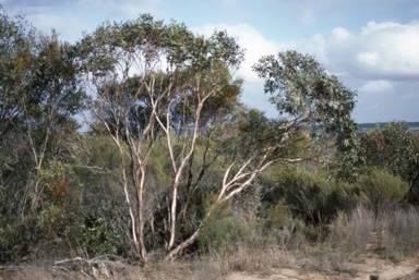 APII jpeg image of Eucalyptus neutra  © contact APII