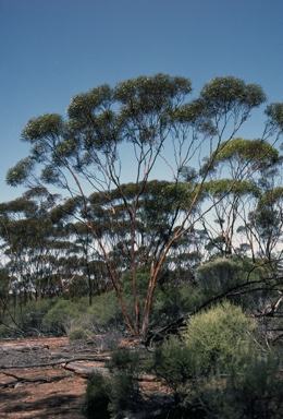 APII jpeg image of Eucalyptus terebra  © contact APII