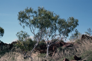 APII jpeg image of Eucalyptus cupularis  © contact APII