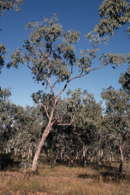 APII jpeg image of Eucalyptus microneura  © contact APII