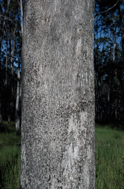 APII jpeg image of Eucalyptus moluccana  © contact APII