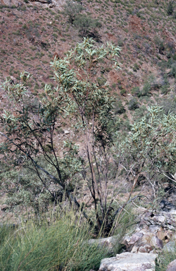 APII jpeg image of Eucalyptus nudicaulis  © contact APII