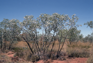 APII jpeg image of Eucalyptus melanophloia  © contact APII