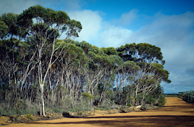 APII jpeg image of Eucalyptus clivicola  © contact APII