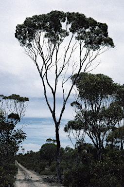 APII jpeg image of Eucalyptus delicata  © contact APII