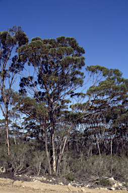 APII jpeg image of Eucalyptus lehmannii subsp. lehmannii  © contact APII