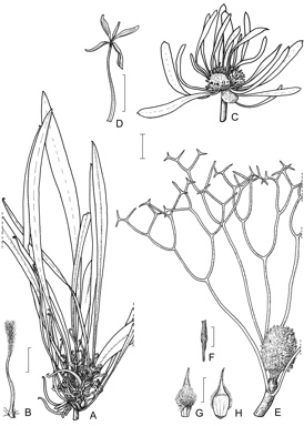 APII jpeg image of Isopogon uncinatus,<br/>Isopogon villosus,<br/>Isopogon polycephalus  © contact APII