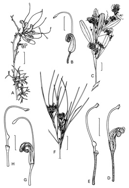 APII jpeg image of Grevillea argyrophylla,<br/>Grevillea newbeyi,<br/>Grevillea brachystachya  © contact APII