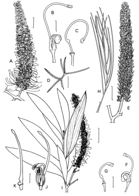 APII jpeg image of Grevillea annulifera,<br/>Grevillea myosodes,<br/>Grevillea candelabroides  © contact APII
