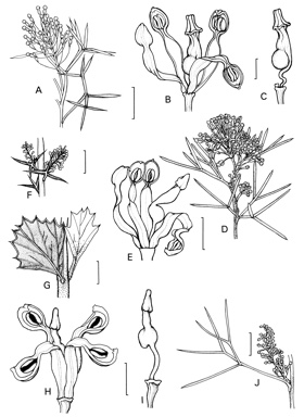 APII jpeg image of Grevillea elongata,<br/>Grevillea anethifolia,<br/>Grevillea levis,<br/>Grevillea acrobotrya  © contact APII