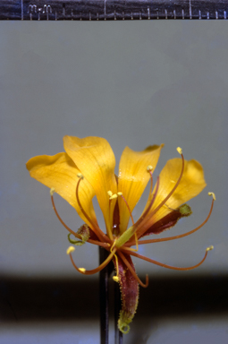 APII jpeg image of Arivela viscosa  © contact APII