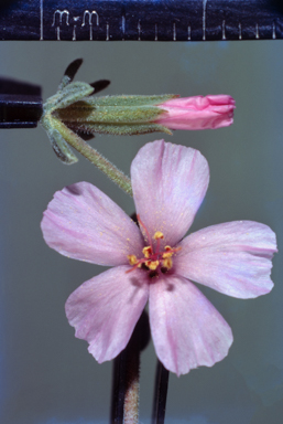 APII jpeg image of Frankenia connata  © contact APII