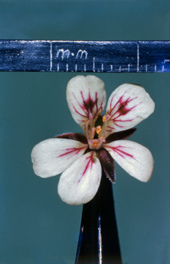 APII jpeg image of Nitraria billardierei  © contact APII