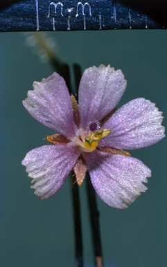 APII jpeg image of Byblis liniflora  © contact APII