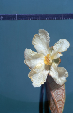 APII jpeg image of Hibbertia banksii  © contact APII