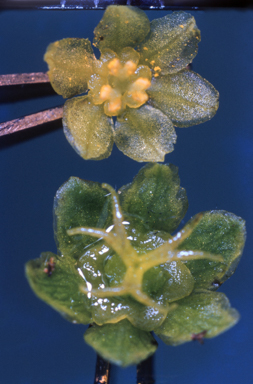 APII jpeg image of Phyllanthus mitchellii  © contact APII