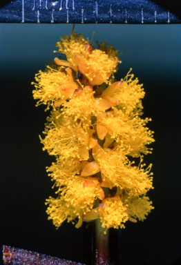 APII jpeg image of Acacia whitei  © contact APII