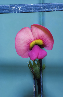 APII jpeg image of Chorizema  © contact APII