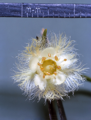 APII jpeg image of Verticordia cunninghamii  © contact APII