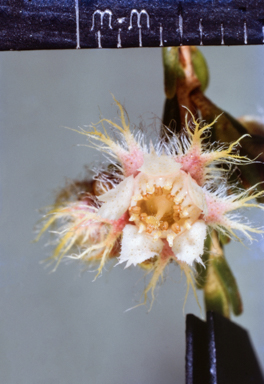 APII jpeg image of Verticordia  © contact APII