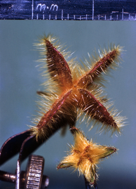 APII jpeg image of Boronia lanuginosa  © contact APII