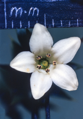 APII jpeg image of Boronia fraseri  © contact APII