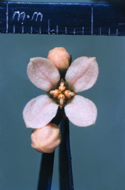 APII jpeg image of Zieria aspalathoides  © contact APII