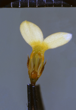 APII jpeg image of Stylidium graminifolium  © contact APII