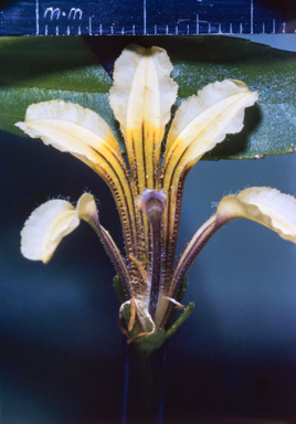 APII jpeg image of Goodenia stirlingii  © contact APII