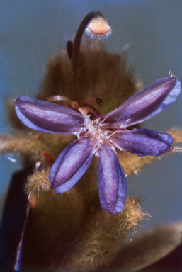 APII jpeg image of Olearia microphylla  © contact APII