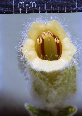 APII jpeg image of Chloanthes  © contact APII