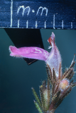 APII jpeg image of Newcastelia spodiotricha  © contact APII