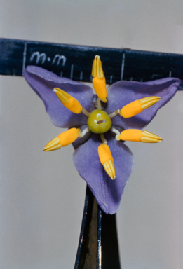 APII jpeg image of Dianella tasmanica  © contact APII