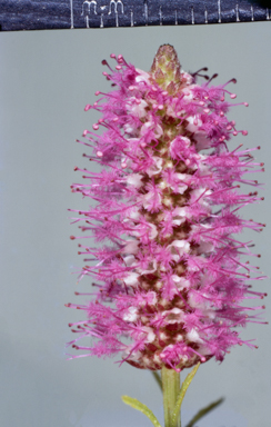 APII jpeg image of Pogostemon stellatus  © contact APII