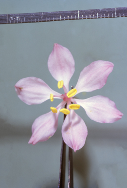 APII jpeg image of Glossodia  © contact APII